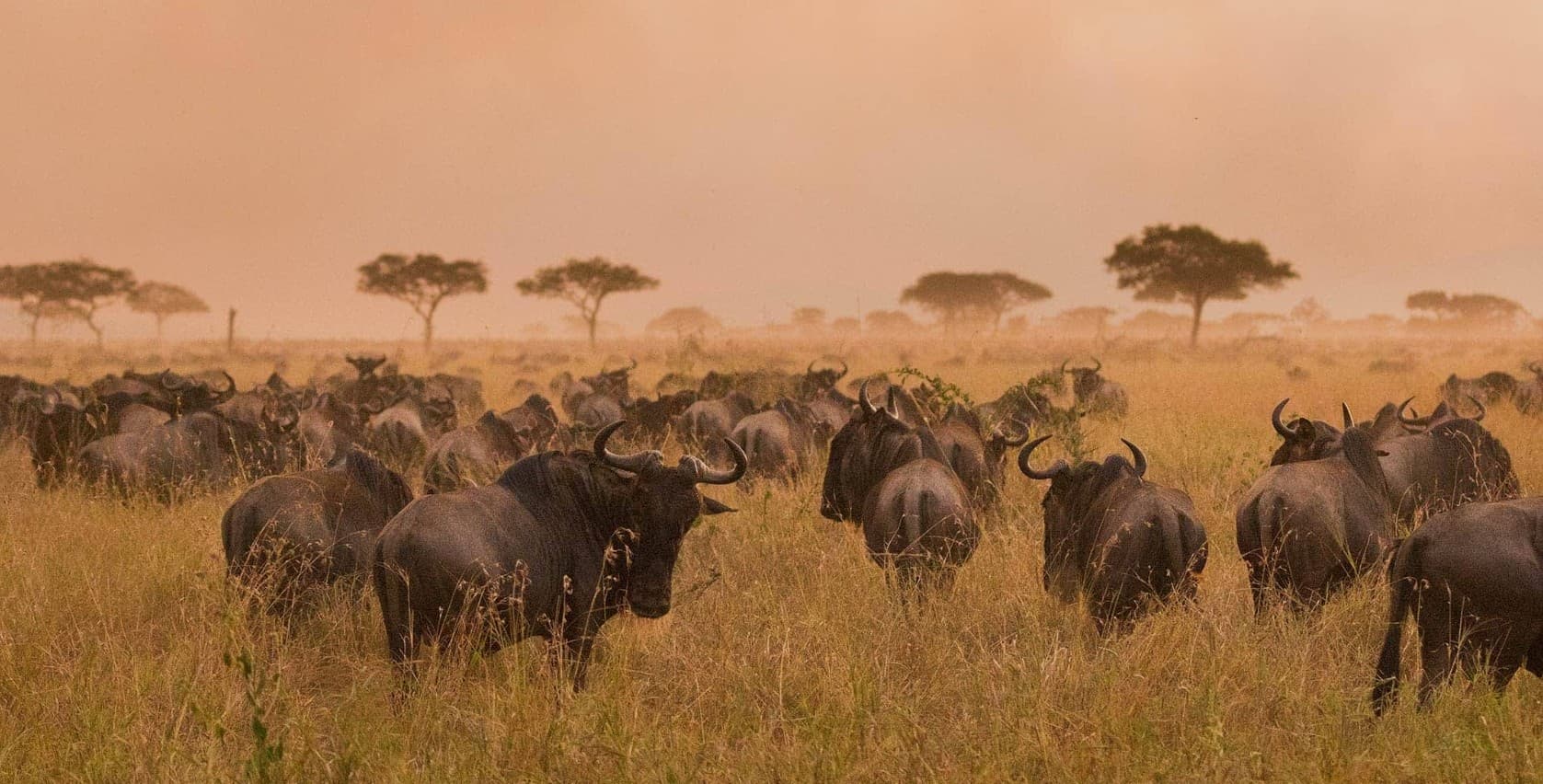 Tanzanie Safari